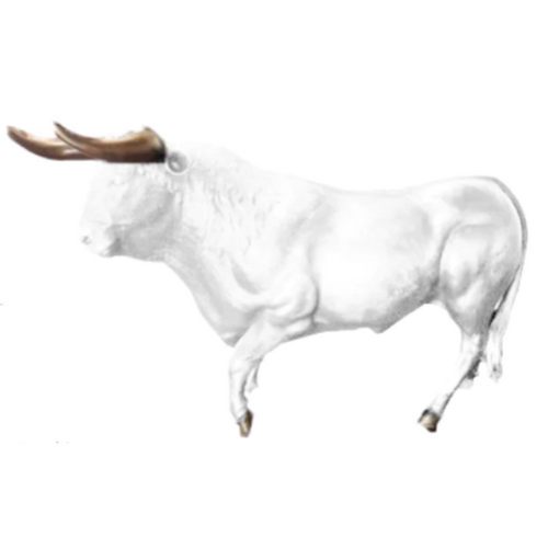 Statue Taureau Animaux Resine - 250cm - Blanc